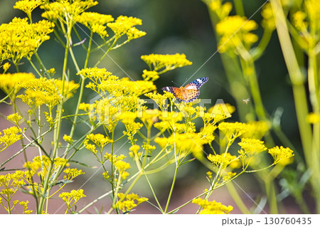 高原に咲く花と蝶 高原に咲く花と蝶 130760435