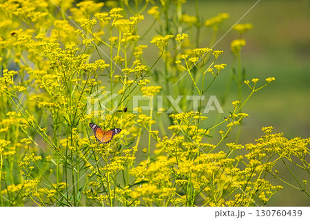高原に咲く花と蝶 高原に咲く花と蝶 130760439