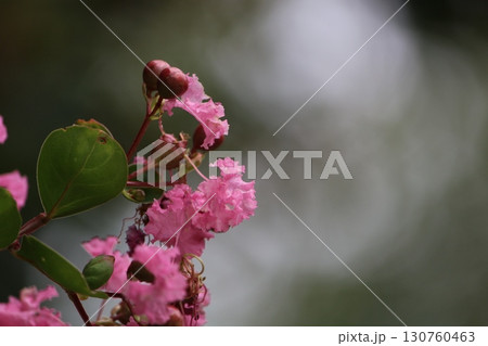 ピンク色の花 サルスベリ(百日紅) ピンク色の花 サルスベリ(百日紅) 130760463