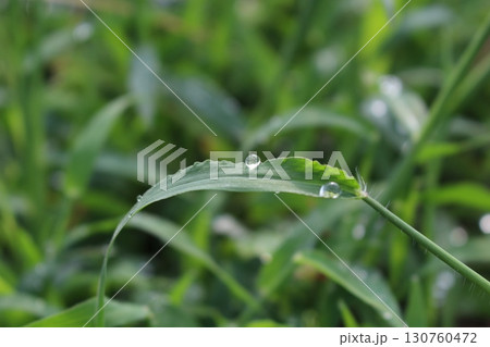 朝露の光る草 朝露の光る草 130760472