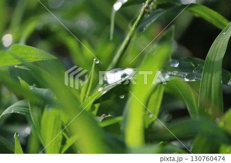 朝露が光る草 朝露が光る草 130760474
