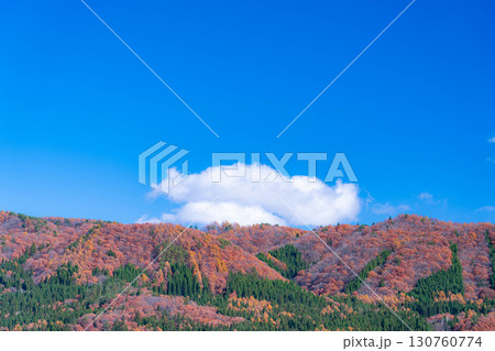 【秋素材】晩秋の白馬村の紅葉の様子と青空【長野県】 130760774