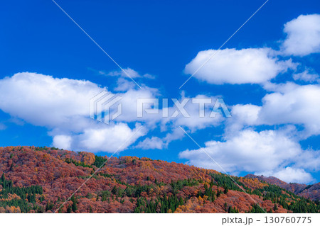 【秋素材】晩秋の白馬村の紅葉の様子と青空【長野県】 130760775