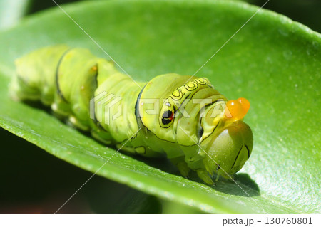 ナミアゲハ（アゲハ）の幼虫（5齢・臭角を出して威嚇） 130760801