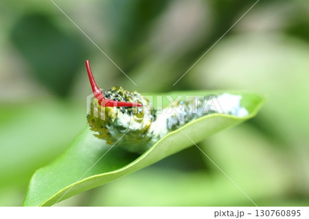 モンキアゲハの幼虫（臭角・4齢） 130760895
