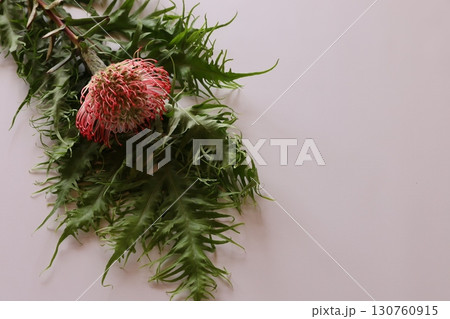 ピンクッション 130760915