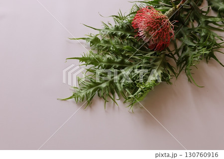 ピンクッション 130760916