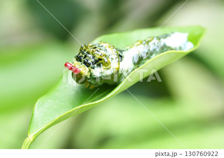 モンキアゲハの幼虫（臭角・4齢） 130760922