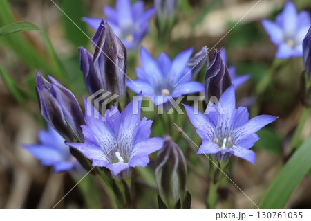 青い花、ハルリンドウが咲き誇る湿原 130761035