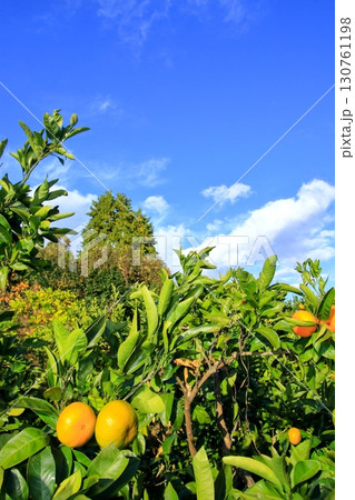 柑橘果物が実る頃の大芝島 130761198