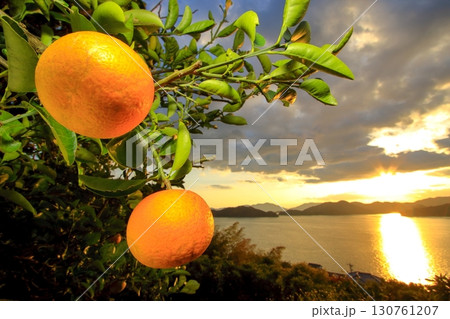 柑橘果物が実る 12月の大芝島 130761207