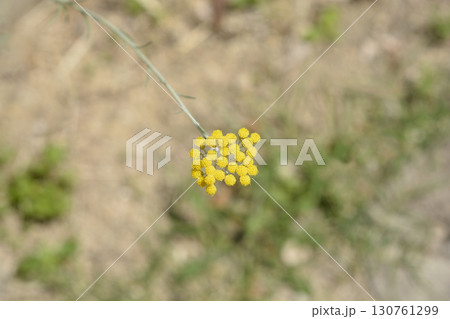 Italian everlasting flowers 130761299