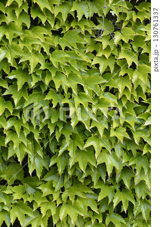 Boston Ivy 130761337