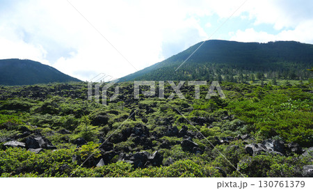 坪庭 北八ヶ岳 坪庭 北八ヶ岳 130761379