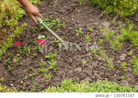 Farmer is loosening soil on the flower bed using a hand garden rake Farmer is loosening soil on the flower bed using a hand garden rake 130761387