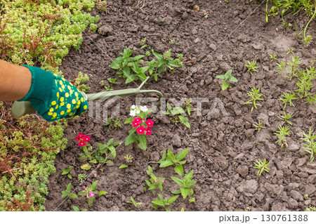 Farmer is loosening soil on the flower bed using a hand garden rake 130761388