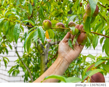 Nectarine tree with unripe fruits growing in the orchard. Nectarine tree with unripe fruits growing in the orchard. 130761401