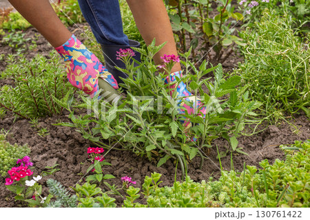 Gardener is planting vervain in a ground on the garden bed. Gardener is planting vervain in a ground on the garden bed. 130761422