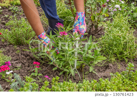 Gardener is planting vervain in a ground on the garden bed. Gardener is planting vervain in a ground on the garden bed. 130761423