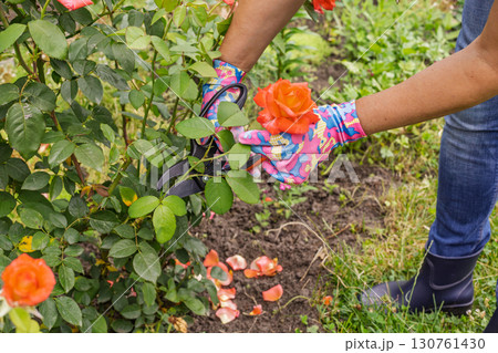 Female farmer with a pruner shears the rose bush. Female farmer with a pruner shears the rose bush. 130761430