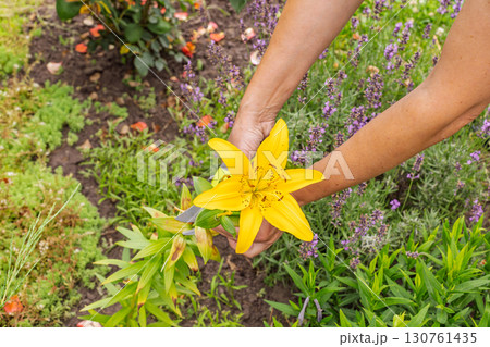 Yellow lily flower in the summer garden. 130761435