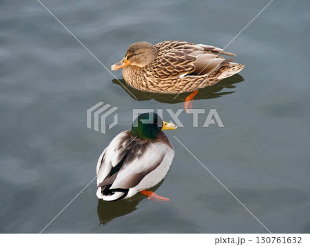 池に浮かぶマガモ 130761632