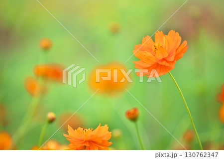 キバナコスモスのクローズアップ キバナコスモスのクローズアップ 130762347