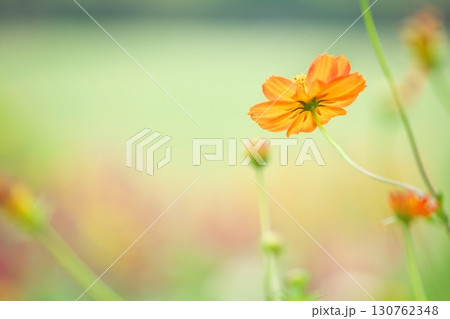 キバナコスモスのクローズアップ 130762348