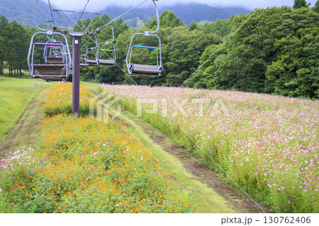 コスモス満開の秋の黒姫高原 130762406