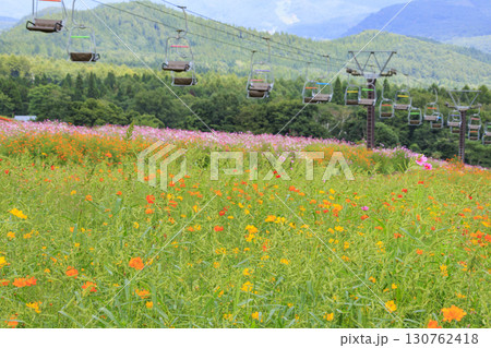 コスモス満開の秋の黒姫高原 130762418
