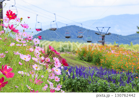 コスモス満開の秋の黒姫高原 130762442