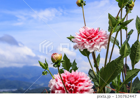 コスモス満開の秋の黒姫高原 コスモス満開の秋の黒姫高原 130762447