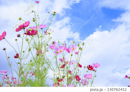 コスモス満開の秋の黒姫高原 130762452