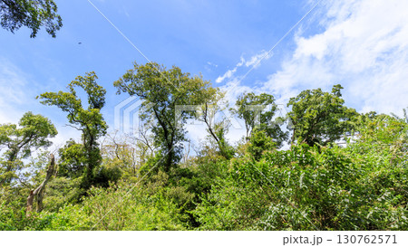 小網代の森の夏 130762571