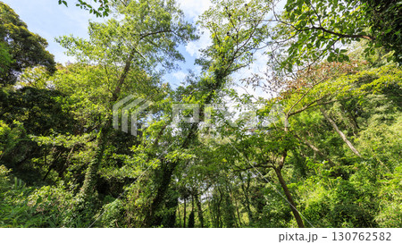 小網代の森の夏 130762582