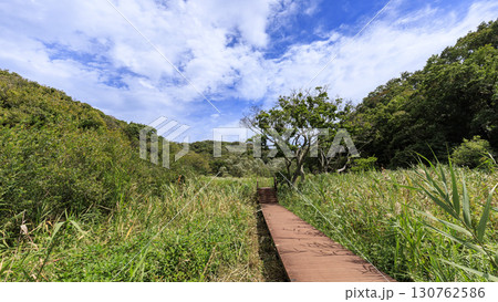小網代の森の夏 小網代の森の夏 130762586