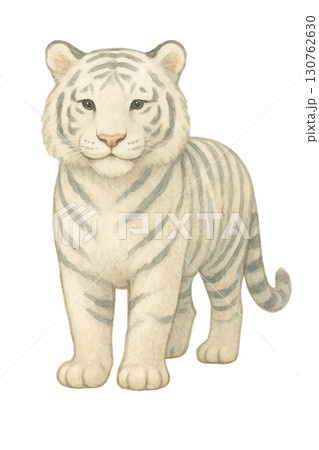 【動物】ホワイトタイガーのイラスト 130762630