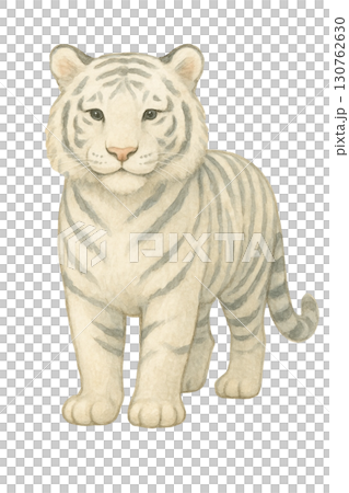 【動物】ホワイトタイガーのイラスト 130762630