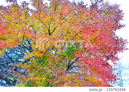 真赤に紅葉したモミジ 晩秋の榛名湖畔 真赤に紅葉したモミジ 晩秋の榛名湖畔 130762886