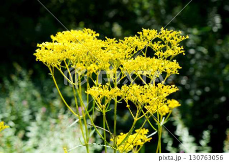 黄色いオミナエシの花 130763056