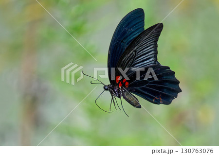 野原で飛ぶナガサキアゲハの雄 130763076