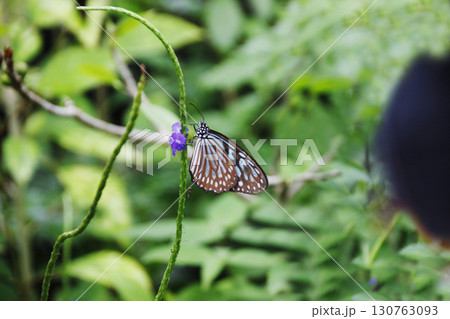 蜜を求め仲間と連れ立って花から花へ、チョウチョはひらひら優雅に飛び食事どころを追い求めて 130763093