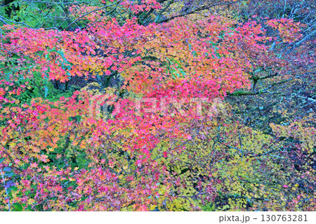 真赤に紅葉したモミジ 晩秋の榛名神社二の鳥居付近 真赤に紅葉したモミジ 晩秋の榛名神社二の鳥居付近 130763281