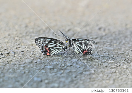 アカボシゴマダラ　2頭（オス・メス・イメージ） 130763561