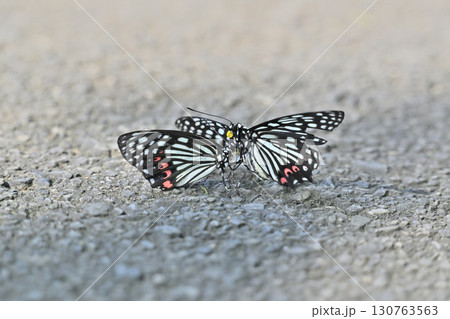 アカボシゴマダラ　2頭（オス・メス・イメージ） 130763563