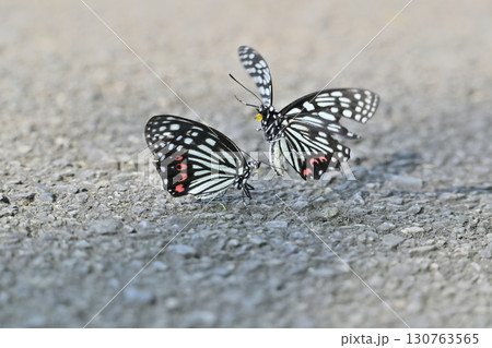 アカボシゴマダラ　2頭（オス・メス・イメージ） 130763565