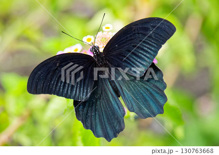 翅を広げて蜜を吸うナガサキアゲハの雄 130763668