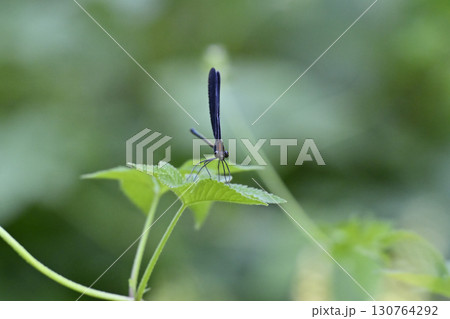 ハグロトンボ　昆虫　虫 130764292