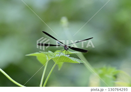 ハグロトンボ　昆虫　虫 130764293