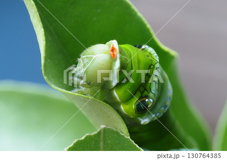ナガサキアゲハの幼虫(5齢・臭角収納中) ナガサキアゲハの幼虫(5齢・臭角収納中) 130764385